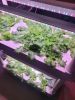 Hydroponics Growing System,3 Tiers 42 Pods Indoor Garden Kit with 6 PCS of Grow Lights for Vegetables,Herb,Fruit